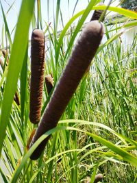 Close-up of plants