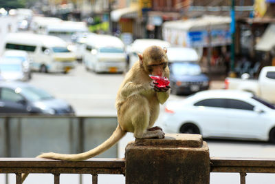 Monkey eating food while sitting on railing