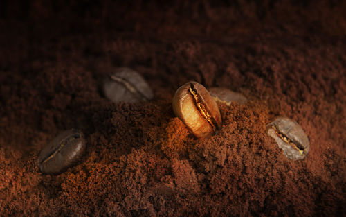 Close-up of eggs on ground