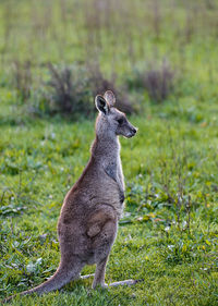 The kangaroo , australia