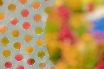 Close-up of multi colored tree