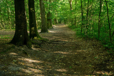 Footpath amidst trees in forest