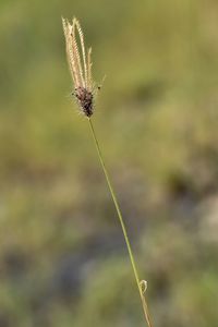 Close-up of dandelion on plant