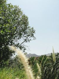 Trees growing on field against clear sky