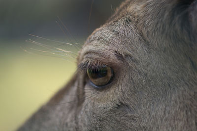 Close-up of horse