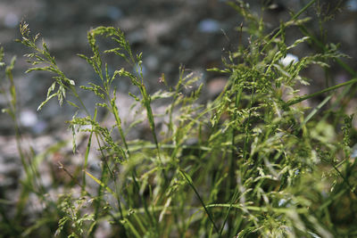 plant