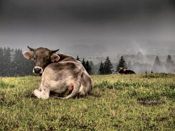 View of a cow on field