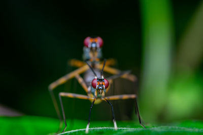 Close-up of insect