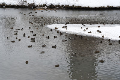 View of birds in lake during winter