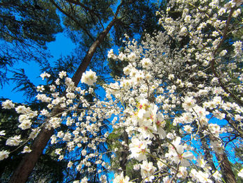 Low angle view of flowering tree against blue sky