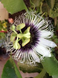 Close-up of purple flowers