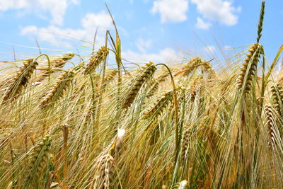 Close-up of wheat growing on field against sky