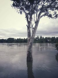 Tree by lake against sky