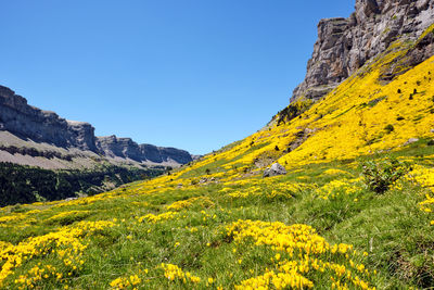 The ordesa valley in the spanish pyrenees covered with beautiful flowering yellow gorse