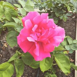 Close-up of pink flower blooming outdoors