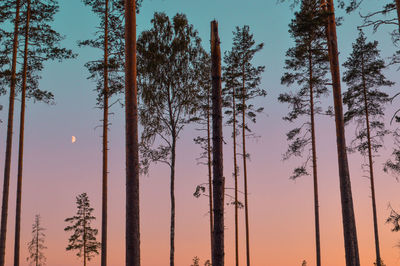 Trees against sky at sunset