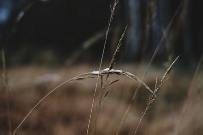 Close-up of stalks in field