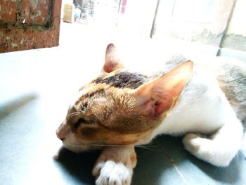 Close-up of cat relaxing on floor