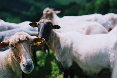 Cow in a forest