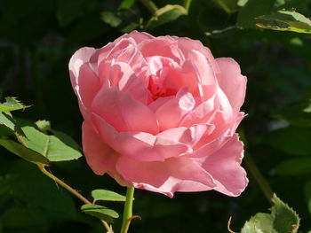 Close-up of pink rose flower