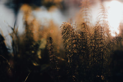 Close-up of fern growing in the summer forest