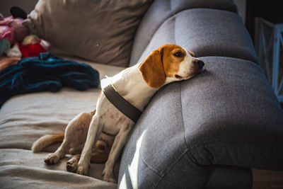 Beagle dog tired after walk lying on a sofa in bright interior. canine concept