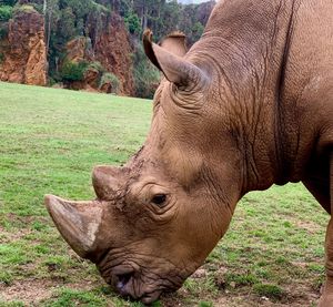 Side view of horse on field