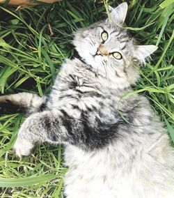 Close-up portrait of a cat