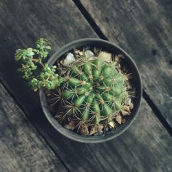 succulent plant