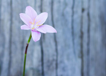 Close-up of pink flowers blooming outdoors