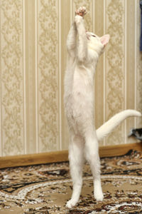 White cat standing on floor at home