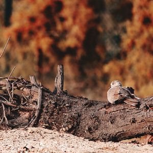 View of a bird on wood