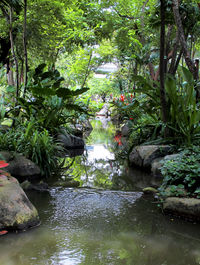 Trees and plants in forest