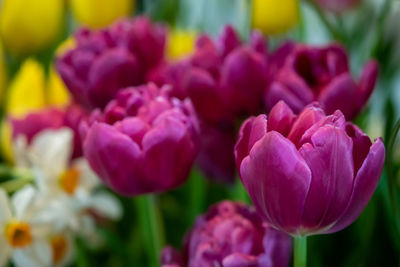 Close-up of pink tulips