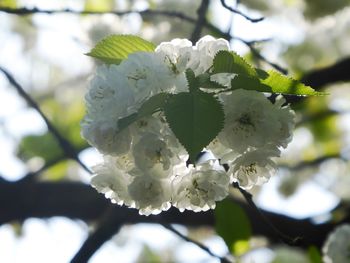 Close-up of white cherry blossom tree