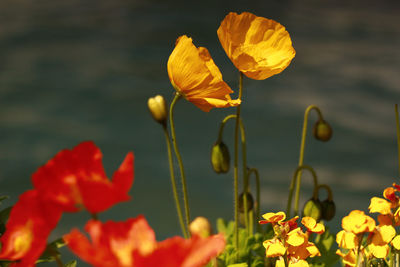 Close-up of yellow flowers blooming outdoors