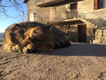 Close-up of a cat