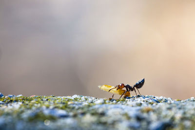 Close-up of bee perching on flower