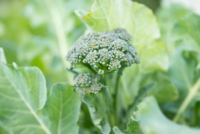 Inflorescence of broccoli in green leaves on a garden patch.