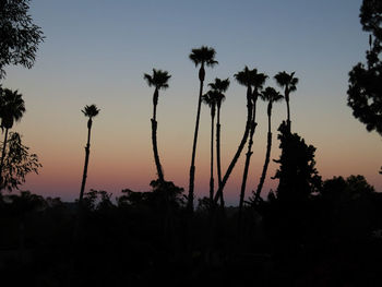 Low angle view of palm trees against clear sky