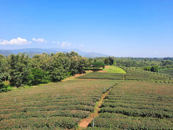 Scenic view of agricultural field against sky