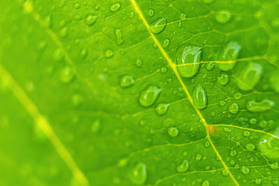 Full frame shot of wet leaves