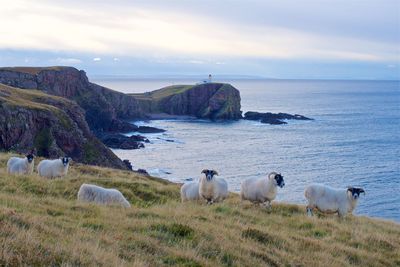 Flock of sheep in a sea