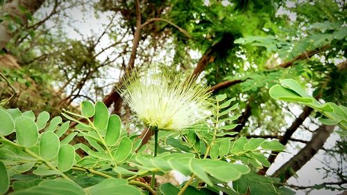 Close-up of green leaves