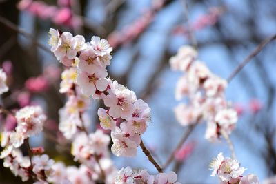 Close-up of cherry blossom