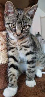 Close-up portrait of a cat at home