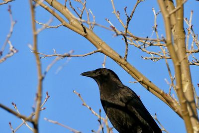 Low angle view of bird perching on tree