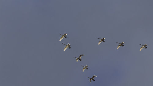 Low angle view of birds flying in sky