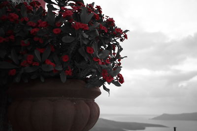 Close-up of red flowering plant against cloudy sky