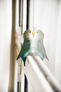 Close-up of parrot perching